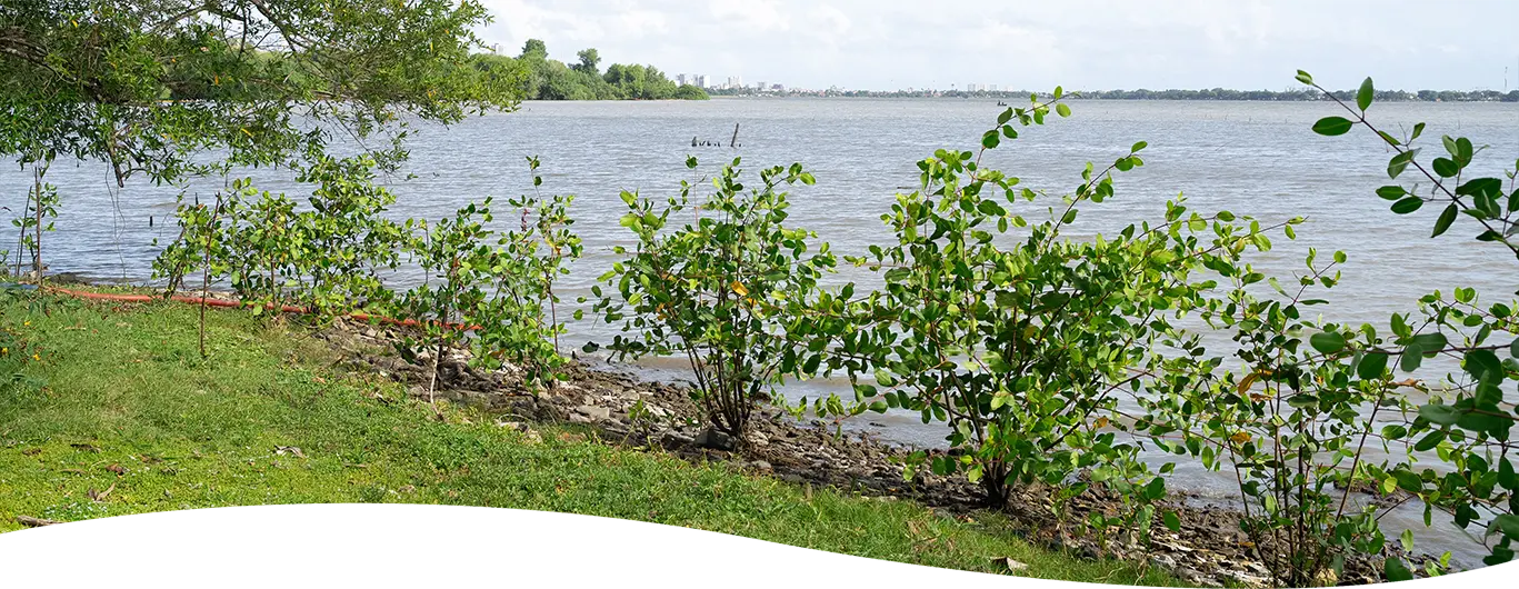 Alagoas Termo de Acordo Socioambiental