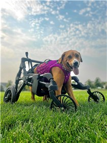 Braskem and DiveDesign join forces to develop customized 3D-printed dog wheelchairs for Wobbly Hannah