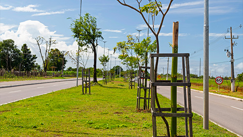 Plantio com mais de 1.800 mudas em áreas públicas amplia arborização da cidade