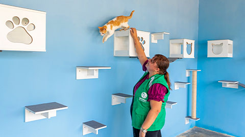 Programa de Apoio aos Animais completa 4 anos com mais de 8 mil atendimentos e inicia nova fase