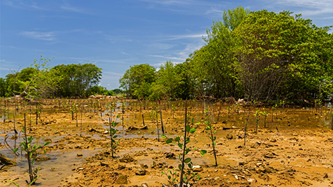Aflora Mangue conclui plantio de mudas no Bom Parto