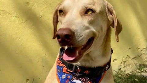 Feira de adoção: uma chance de dar um novo lar para cães e gatos de forma responsável