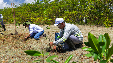 Aflora Mangue vai plantar mais de 60 mil mudas na APA Santa Rita