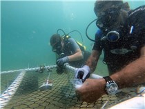 Projeto testa tecnologia inédita para acelerar restauração de corais a partir do uso do plástico